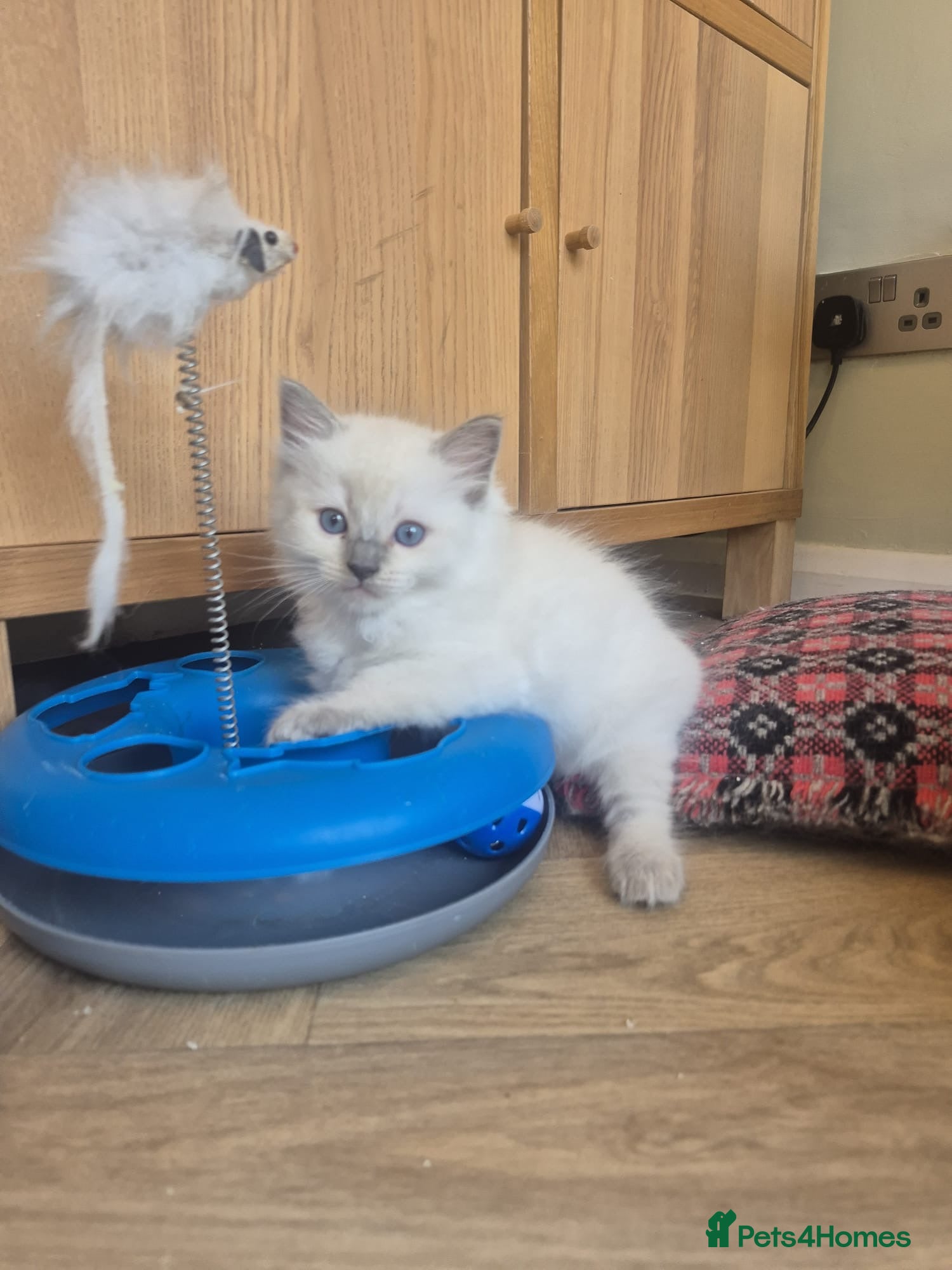 Ragdoll cats Fluffy Ragdoll kittens 💙🩷 - Advert 2