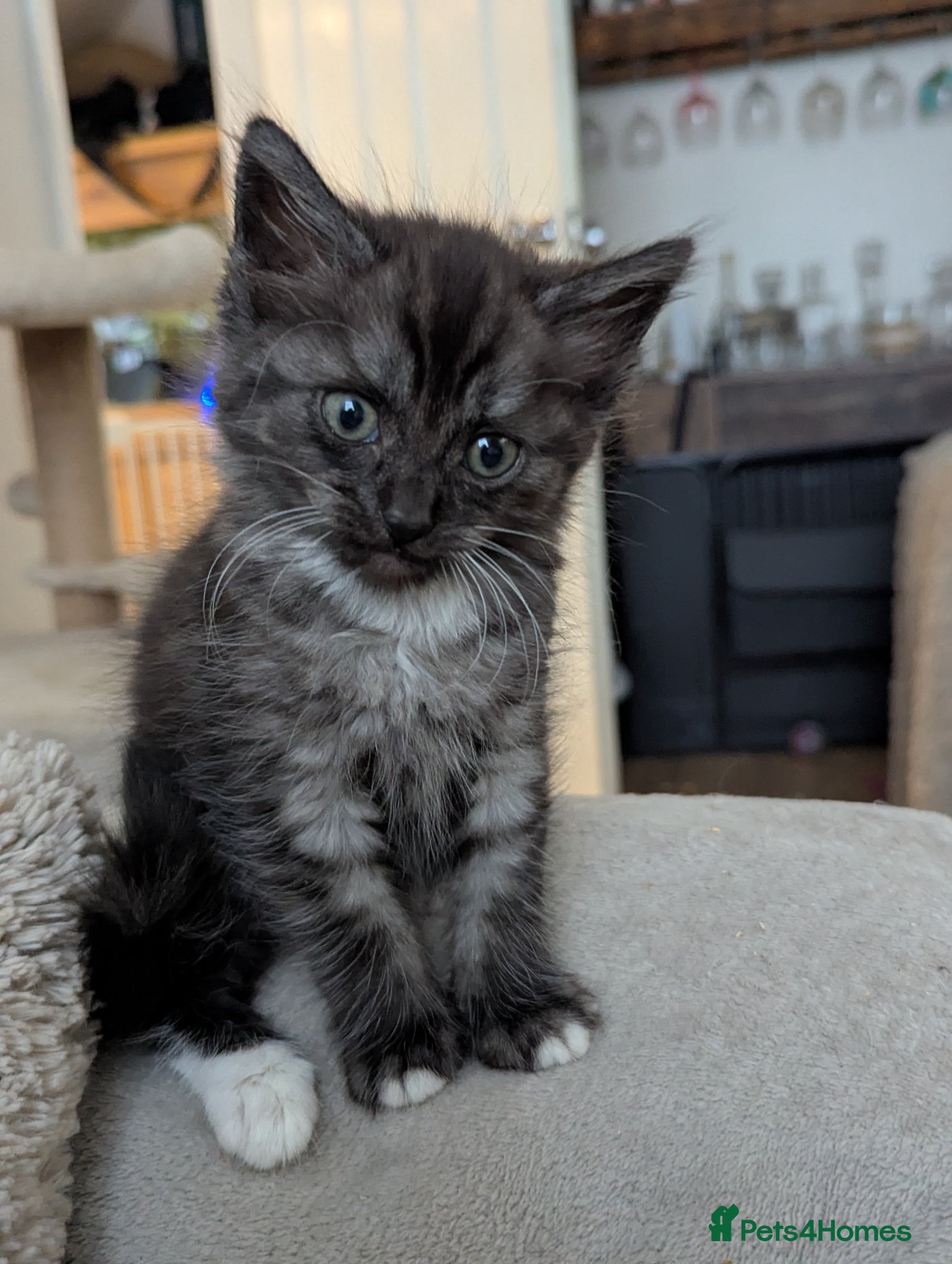 Mixed Breed Kitten 6