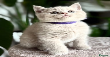 Scottish Fold cats - Advert 8