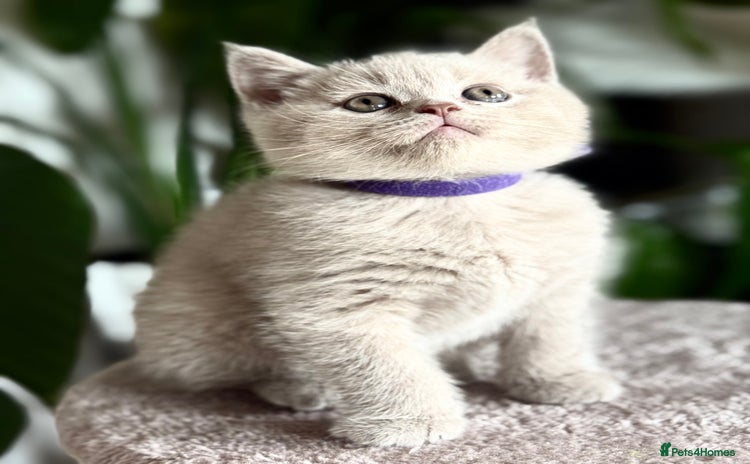 Scottish Fold cats - Advert 4