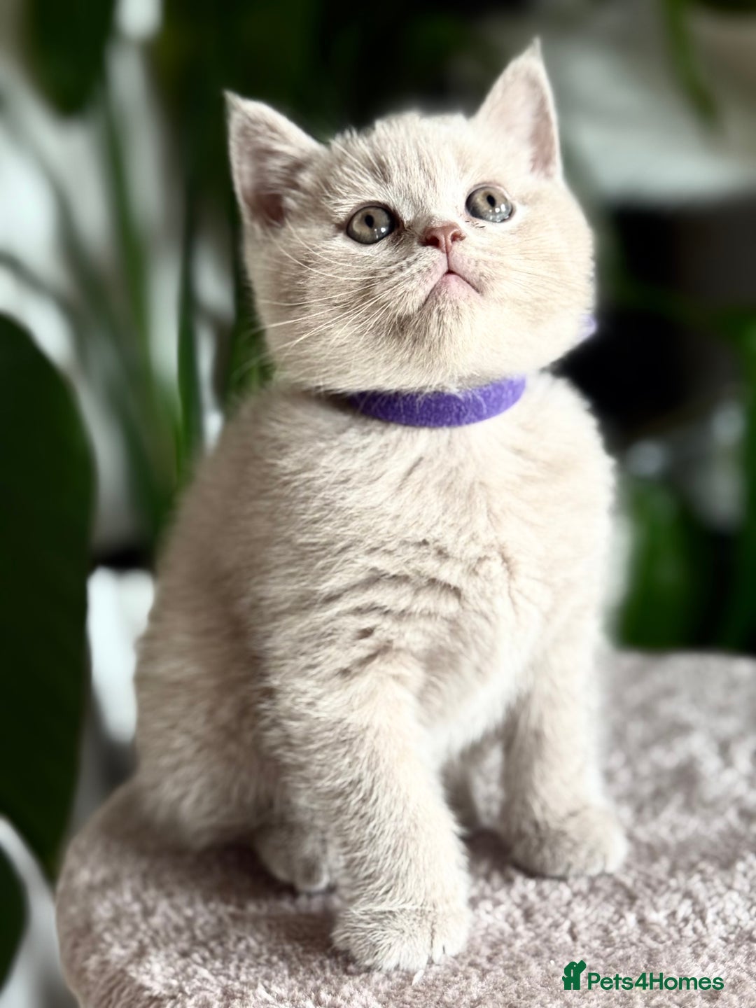 Scottish Fold cats for sale: Scottish straight - Image 5
