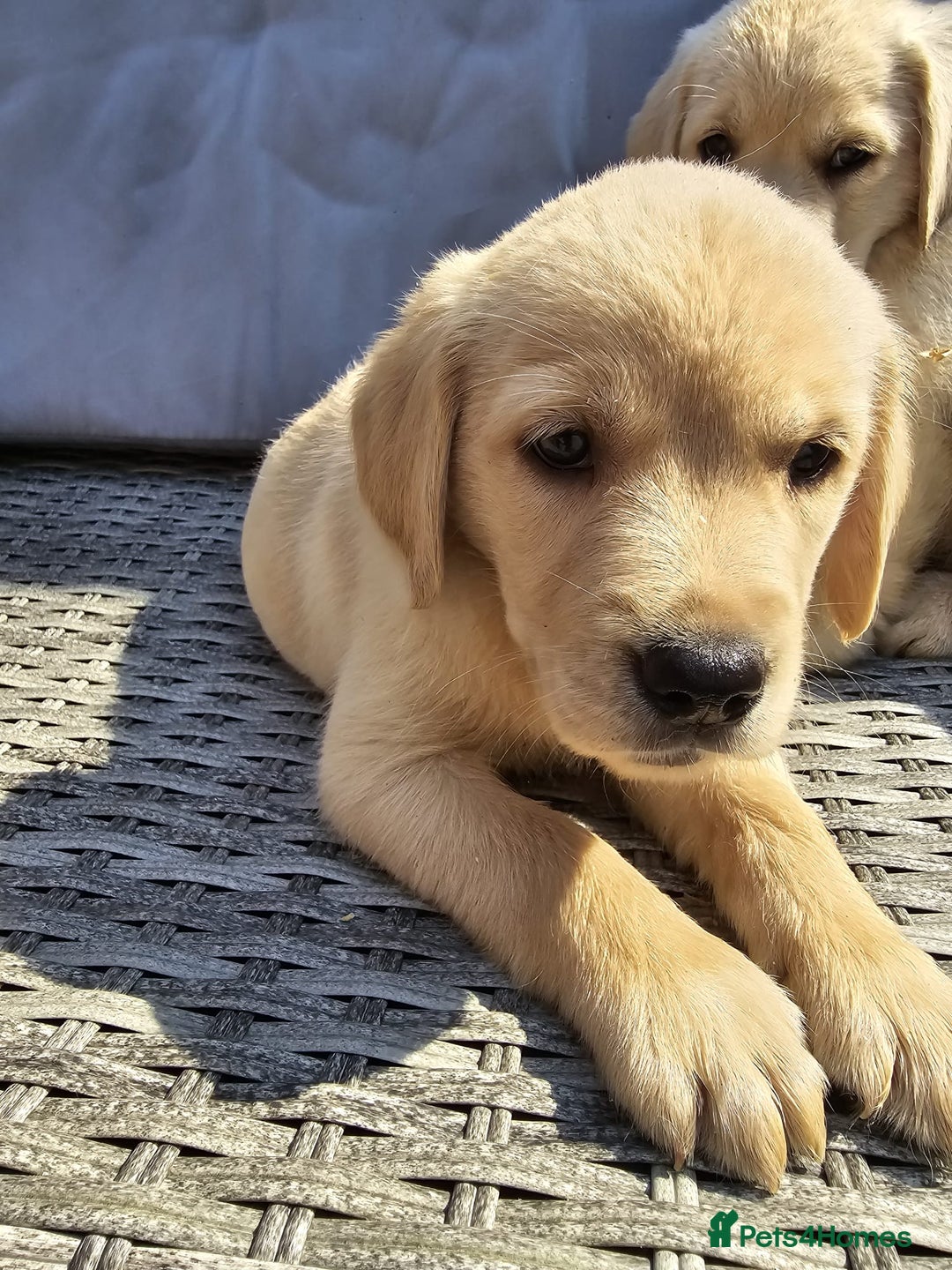 Goldador dogs for sale: Goldador puppy's  - Advert 6