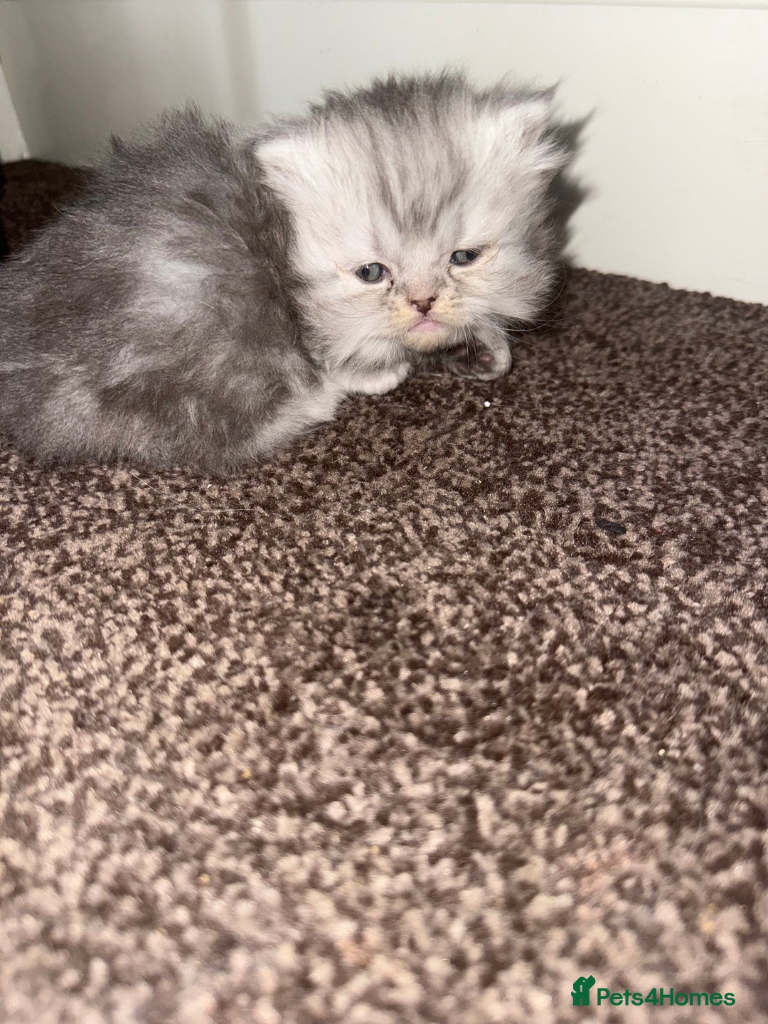 Persian cats for sale: Blue persian kitten  - Advert 15