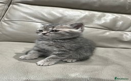 British Shorthair cats for sale: British Shorthair Kittens - Image 4