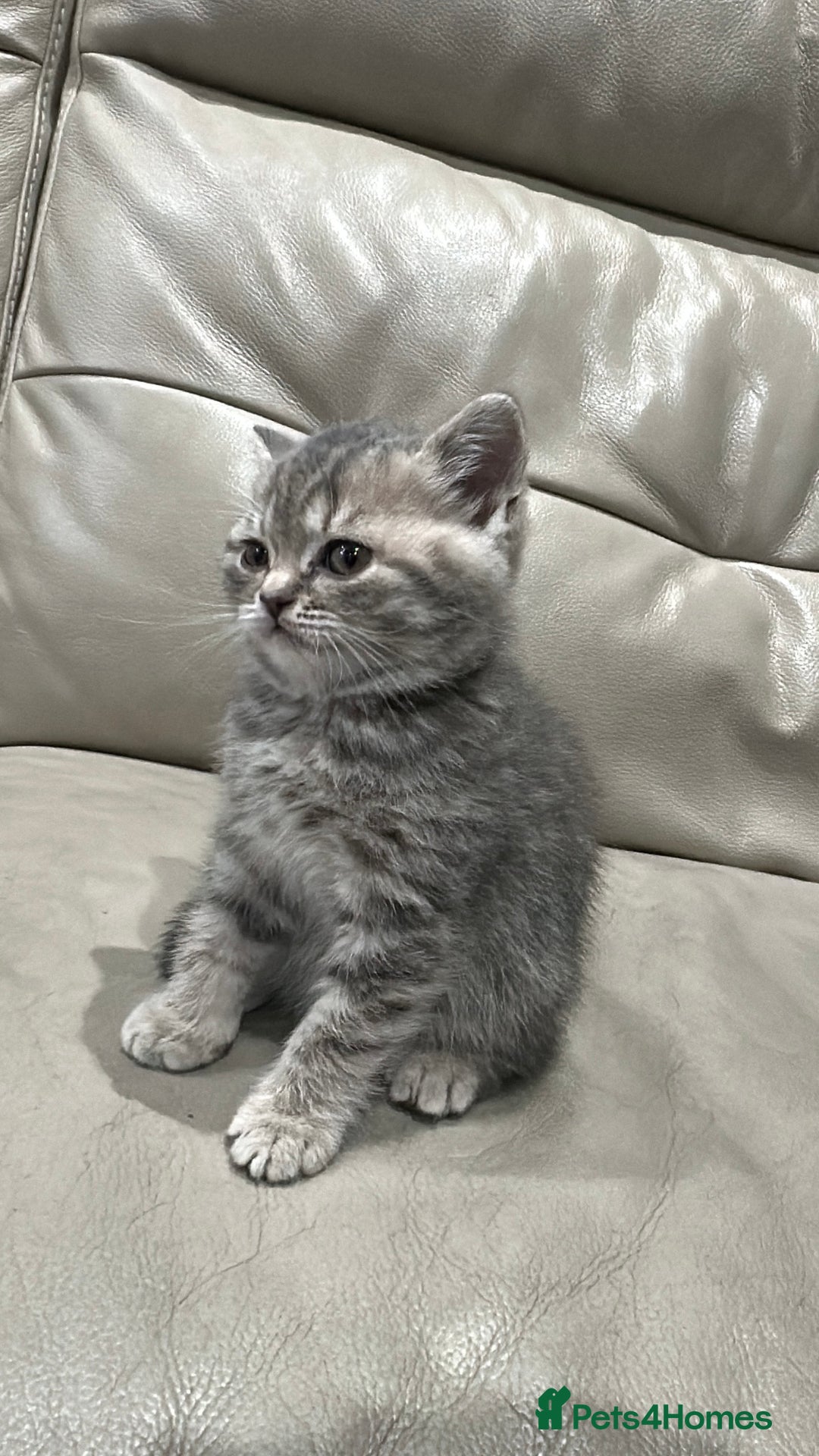 British Shorthair cats for sale: British Shorthair Kittens - Image 4