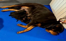 Rottweiler dogs for sale: 🐾 Adorable Rottweiler Puppies Ready! 🐾 - Image 6
