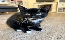 Japanese Bobtail cats for sale: Japanese Bobtail baby girl kitten! - Image 2