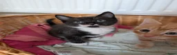 Mixed Breed cats for sale: Siberian X Bengal kittens for sale in Portsmouth - Advert 11