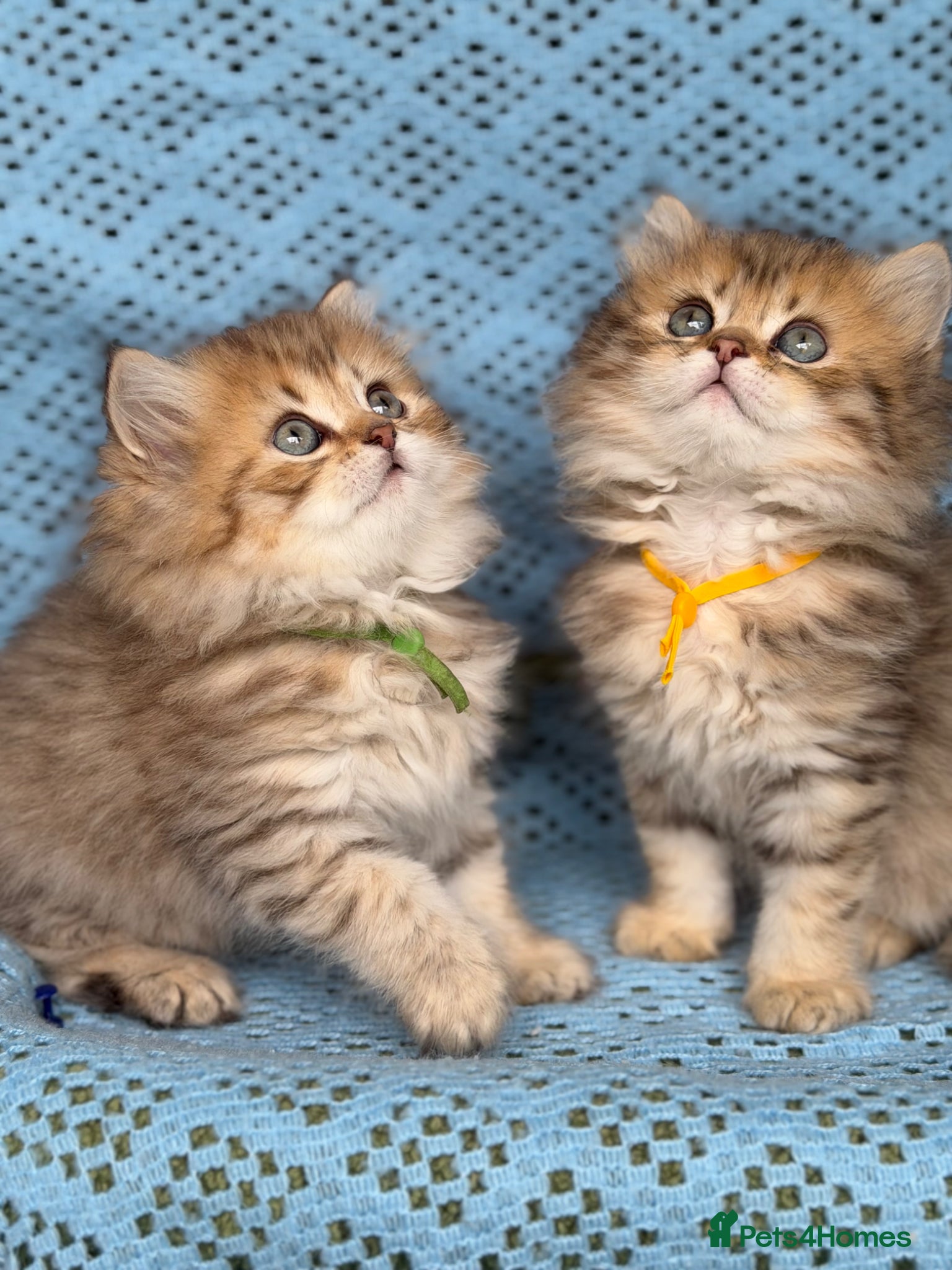 British Longhair cats British Longhair golden shaded kittens TICA - Advert 10
