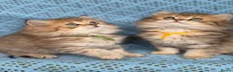 British Longhair cats for sale: British Longhair golden shaded kittens TICA - Advert 1