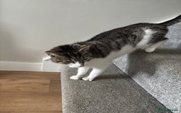 Mixed Breed cats for sale: Kittens ready for their new homes - Image 3