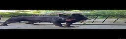 German Shepherd dogs for sale: GERMAN SHEPHERD PUPPIES 🐶  - Advert 18
