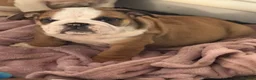 English Bulldog dogs for sale: KC REG Red/White English Bulldogs READY NOW!! - Advert 14