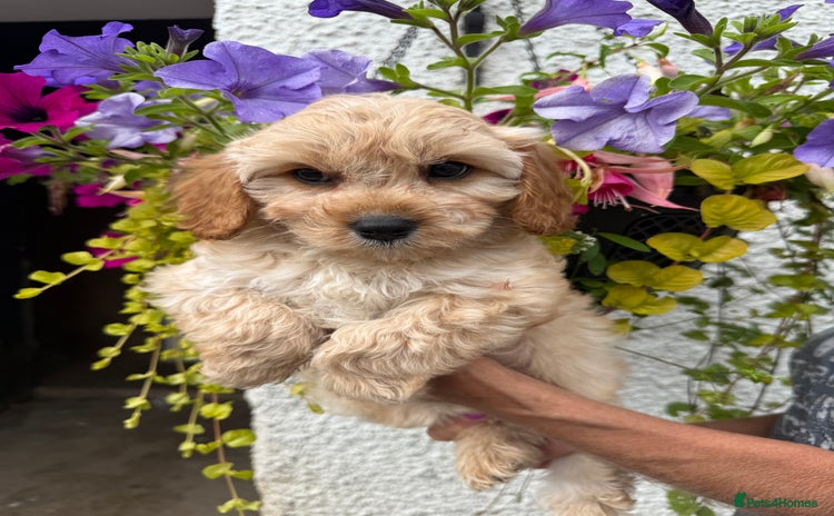 Cavapoo dogs in Lanark - Advert 1