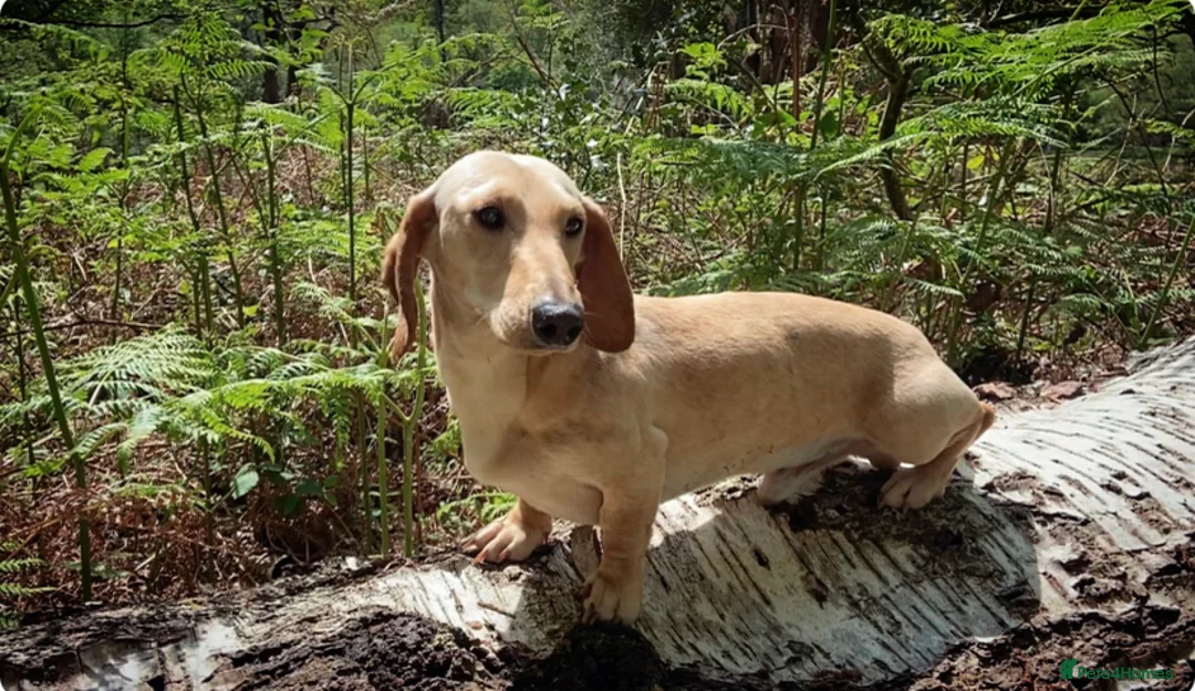 Miniature Dachshund dogs for stud: KC Reg- PRA clear Smooth haired Cream Stud  in Southampton - Advert 2