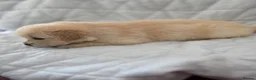 Golden Retriever dogs for sale: Golden retriever puppies in Cumnock - Advert 12