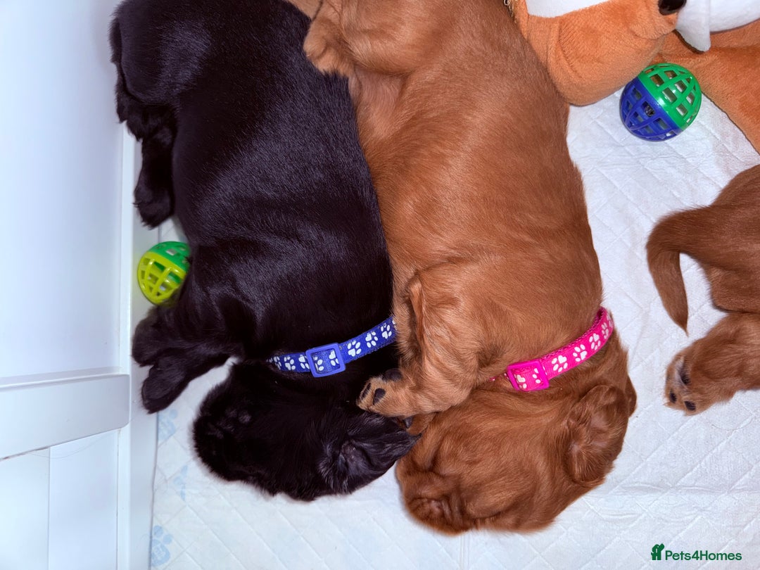 Cocker Spaniel dogs for sale: Chunky Show Cocker Spaniel Puppies  - Advert 3