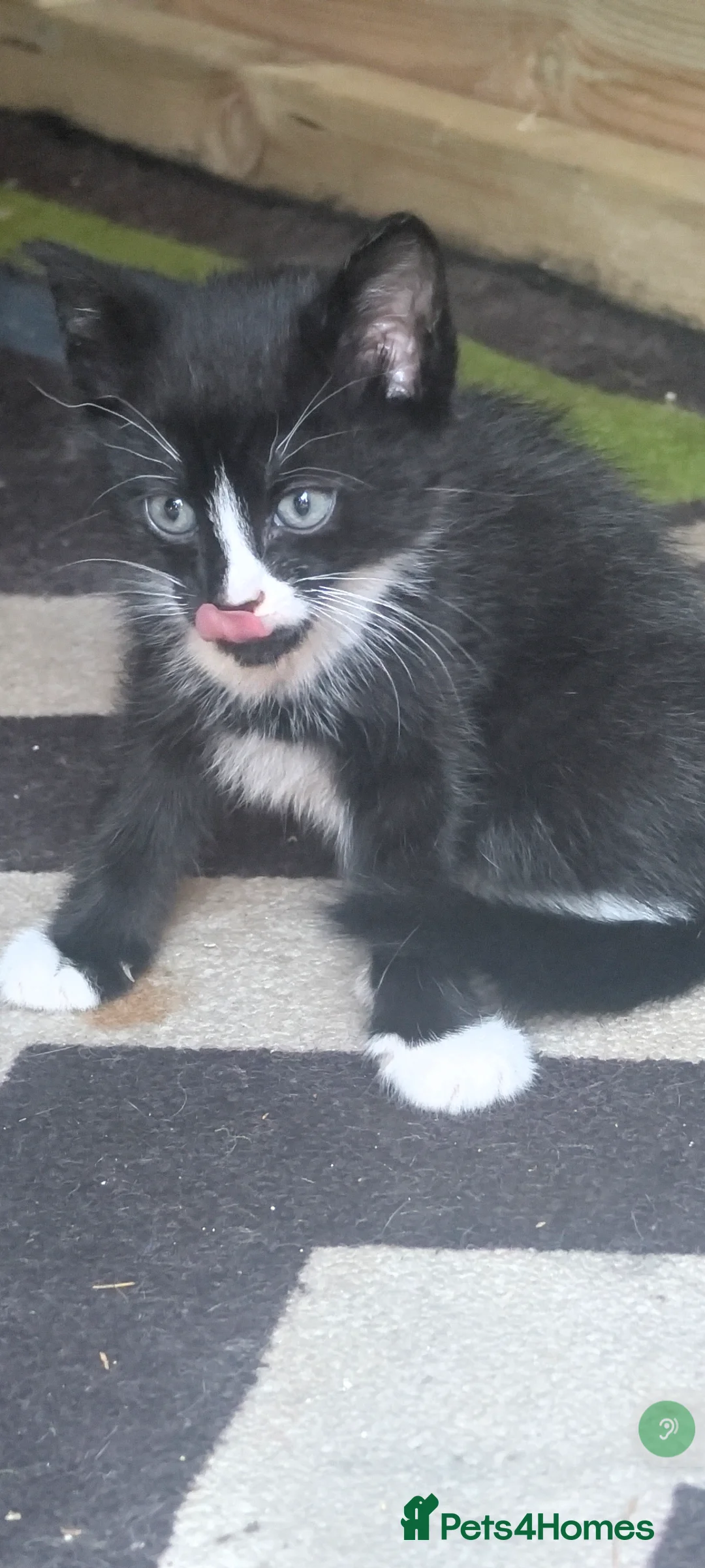 Mixed Breed cats for sale: Two loving kittens for sale  - Advert 2