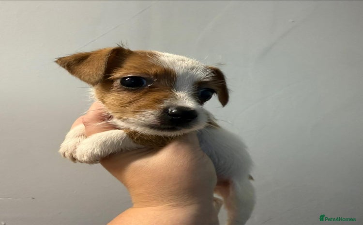 Jack Russell dogs - Advert 10