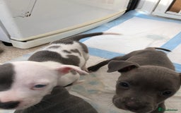 Staffordshire Bull Terrier dogs for sale: Black/ white/ grey staffies - Image 17