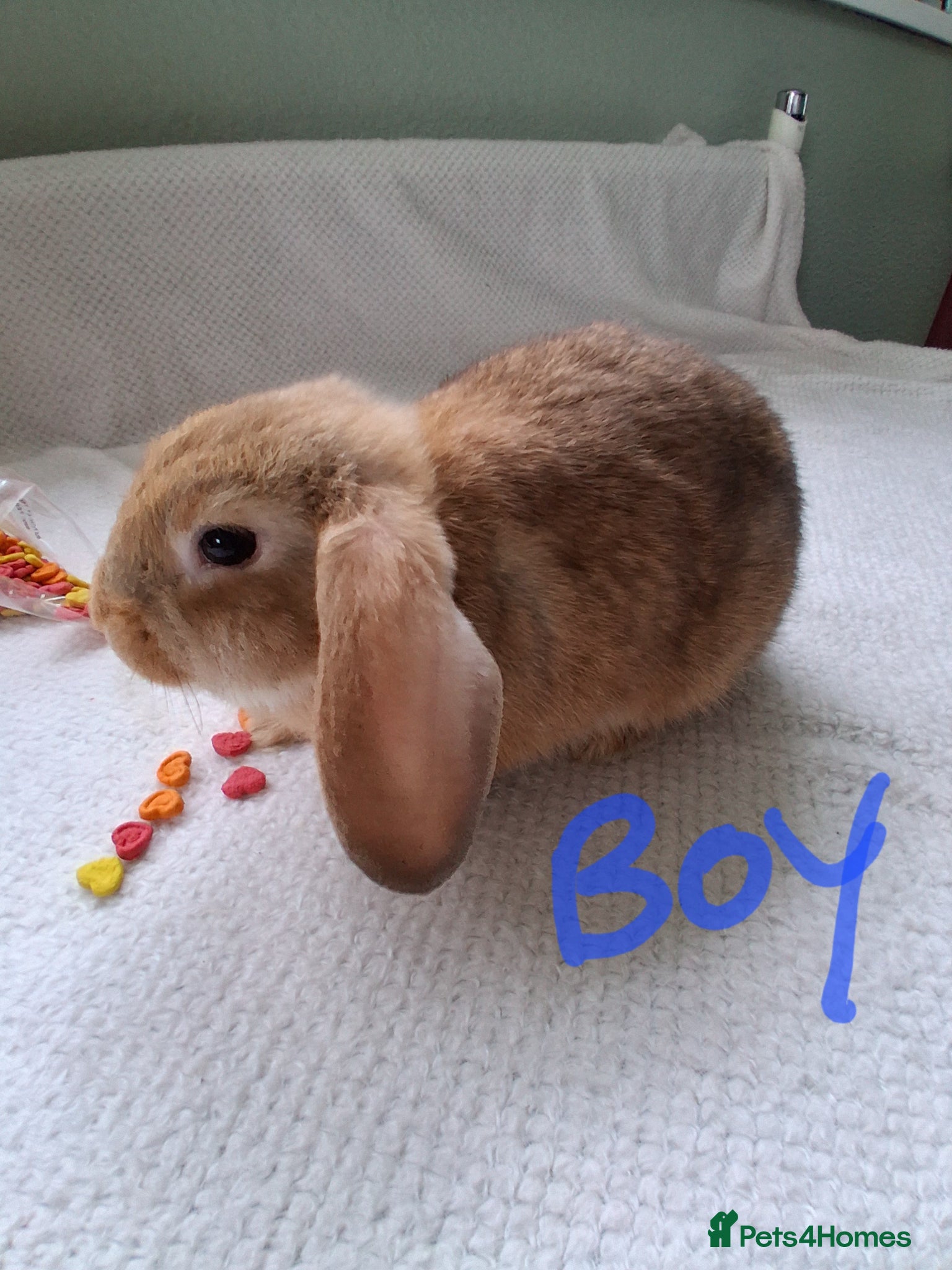 Rex rabbits Mini lop x rex 11 week old  kits  - Advert 8