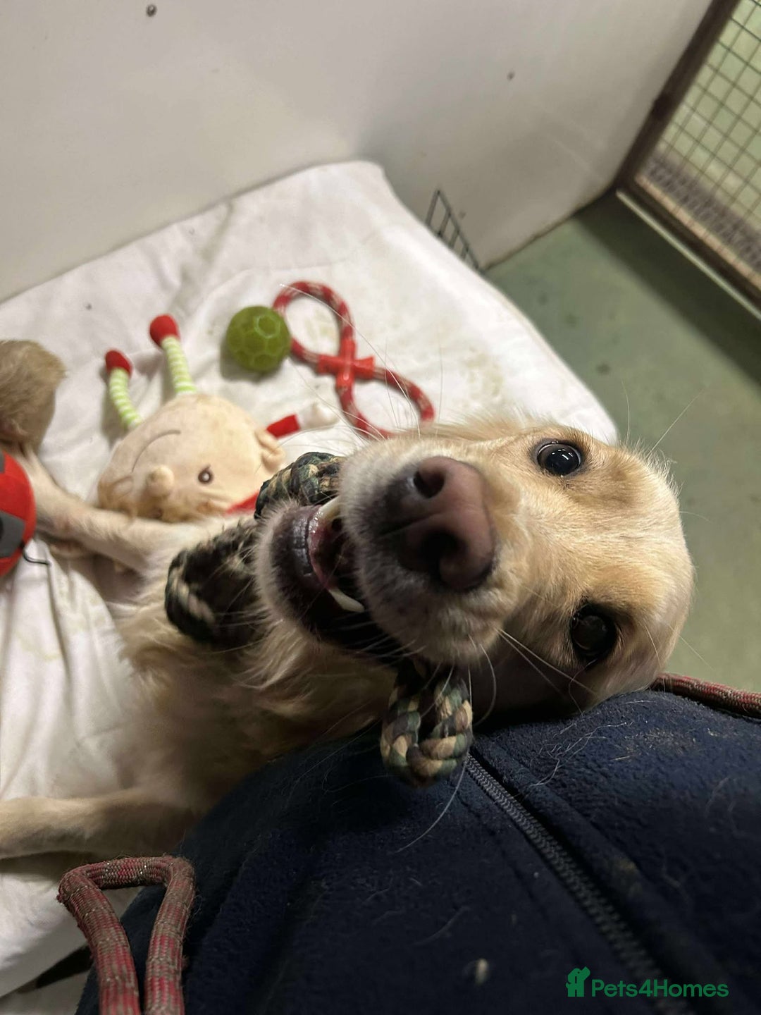 Mixed Breed dogs for adoption: CLIVE - Advert 8