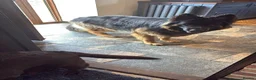 Sheprador dogs for sale: German shepherd cross lab puppies  - Advert 7