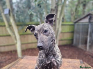 Mixed Breed dogs Beautiful lurcher x bullmastiff - Advert 16