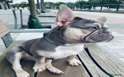 French Bulldog dogs for sale: Top Quality French Bulldog Puppies - Image 6