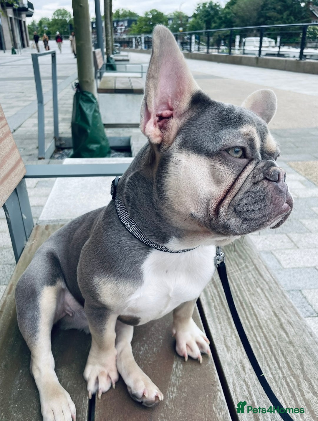 French Bulldog dogs for sale: Top Quality French Bulldog Puppies - Image 6