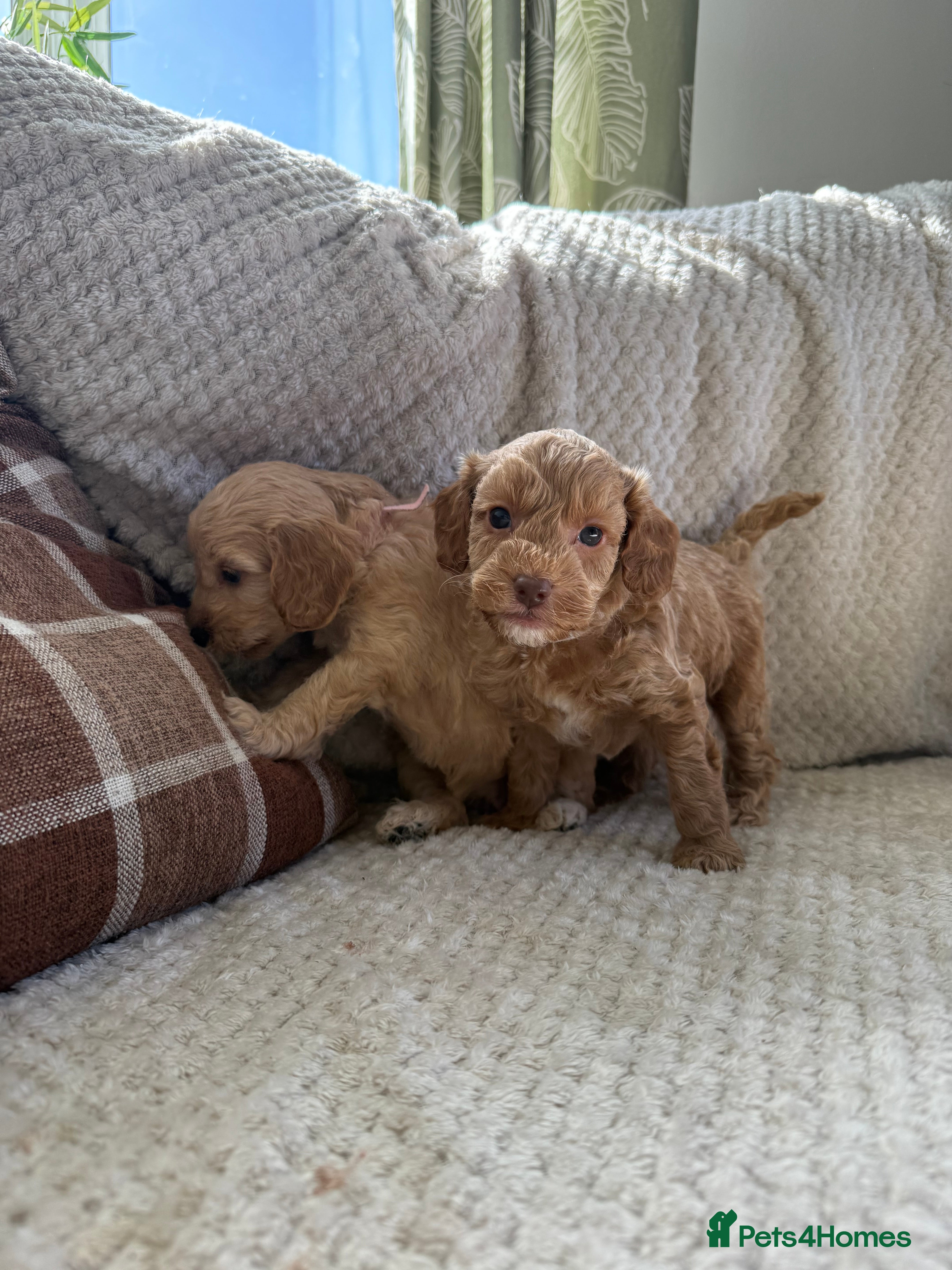 Cockapoo dogs Beautiful F2B cockapoos 🥰 - Advert 18
