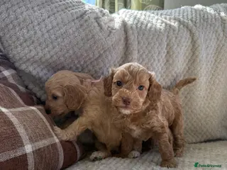 Cockapoo dogs Beautiful F2B cockapoos 🥰 - Advert 18