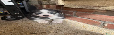 Siberian Husky 3