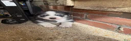 Siberian Husky dogs for sale: Puppies ready to go in London - Advert 15