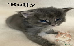 Maine Coon cats for sale: GCCF Blue Torbie Maine Coon Kittens - 3 girls - Advert 10