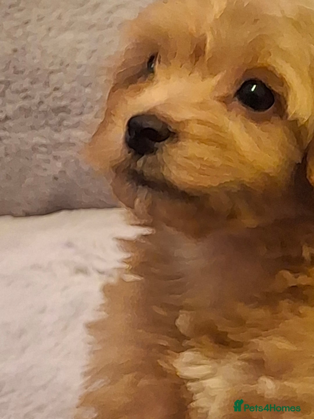 Mixed Breed dogs for sale: 6 red maltipoos - Advert 3