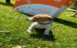 Jack Russell dogs for sale: Jack Russell Puppies - Litter of 7 - Image 8