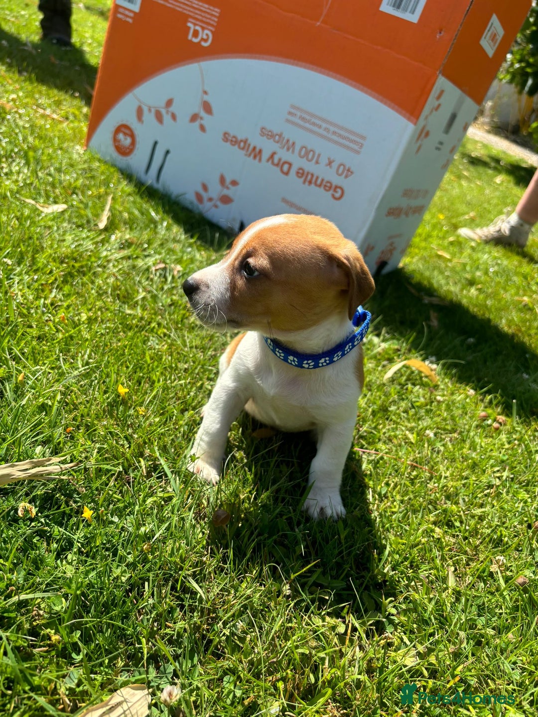 Jack Russell dogs for sale: Jack Russell Puppies - Litter of 7 - Image 8