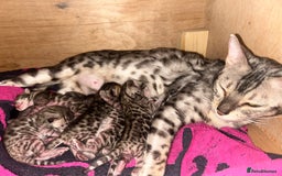 Bengal cats for sale: 5 Stunning Bengal girls ready for their new homes - Image 18