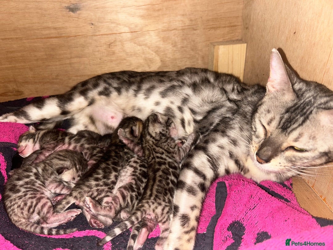 Bengal cats for sale: 5 Stunning Bengal girls ready for their new homes - Image 18