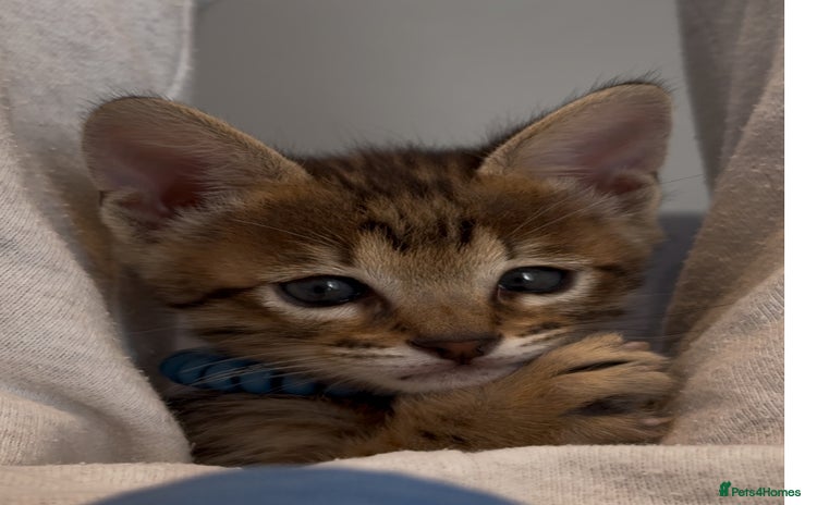 Savannah cats - Advert 1
