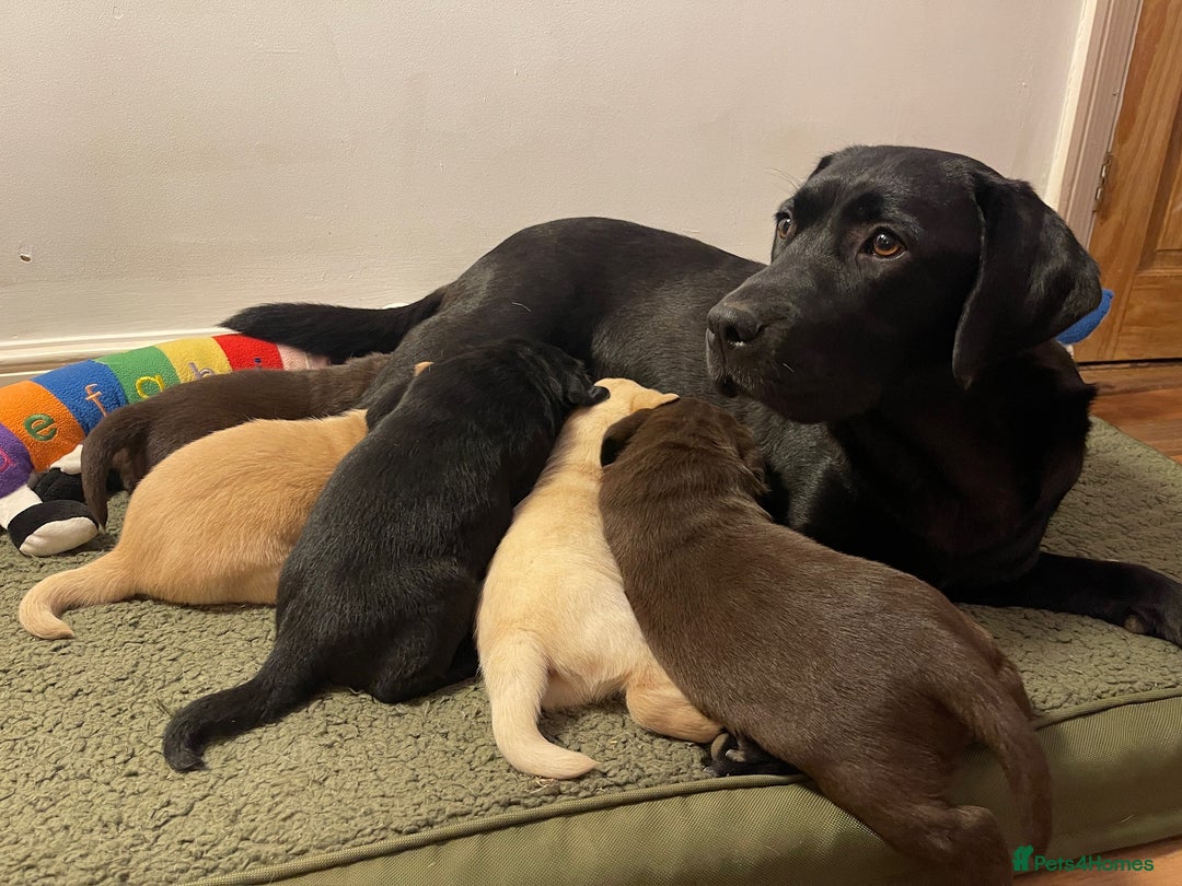 Labrador Retriever dogs for sale: Chunky Labrador Puppies (3 Girls & 2 Boys) - Advert 2