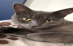 Mixed Breed cats for sale: Jinx for sale nearly 1 year old - Image 2