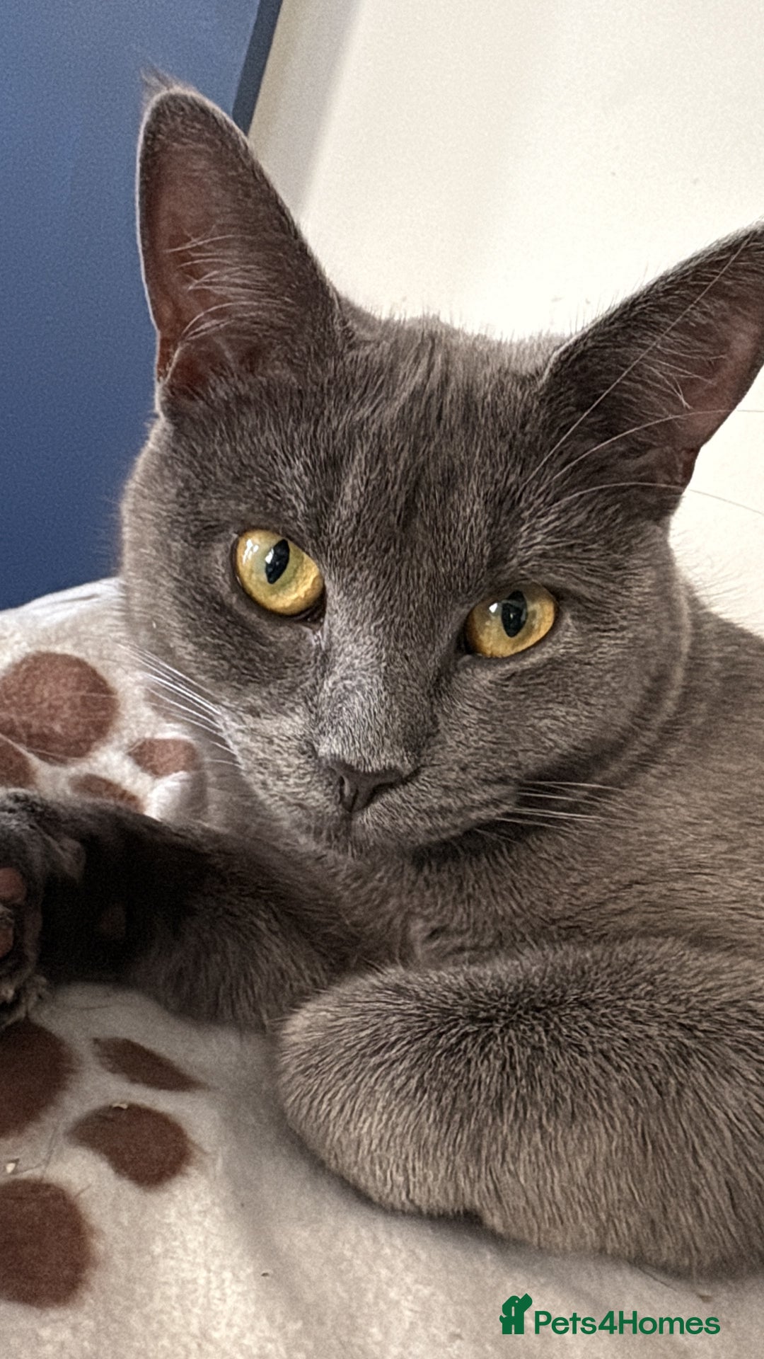 Mixed Breed cats for sale: Jinx for sale nearly 1 year old - Image 2