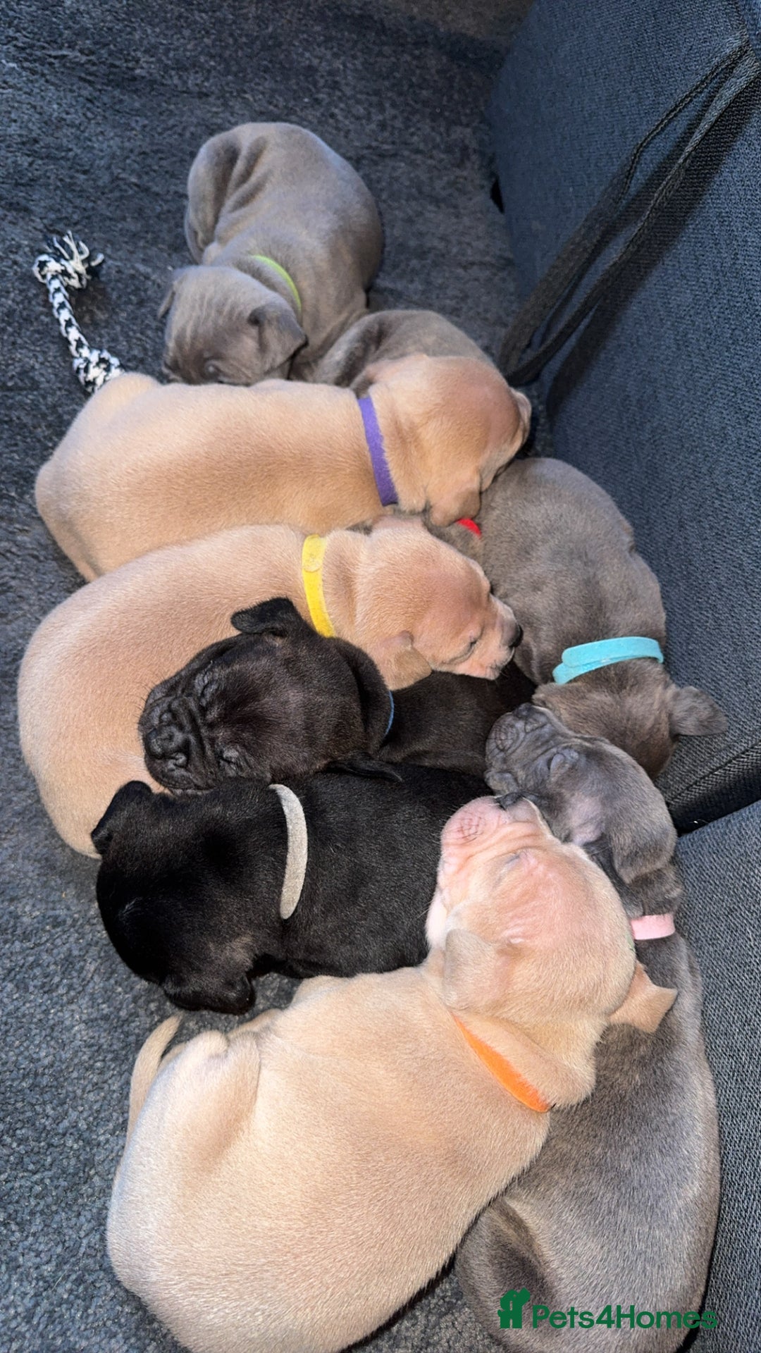 Mixed Breed dogs for sale: 7 Beautiful Staffys left - Advert 11