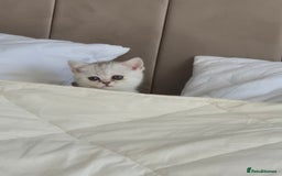 British Shorthair cats for sale: British shothair sinshil kittens  - Image 16