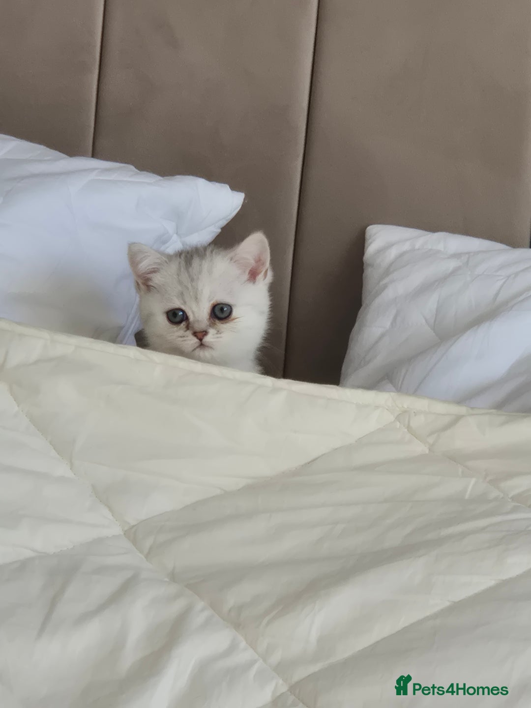 British Shorthair cats for sale: British shothair sinshil kittens  - Image 16