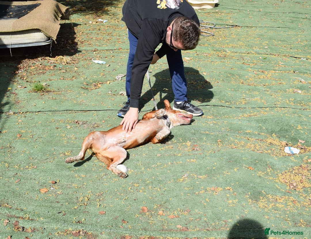 Ibizan Hound dogs for adoption: Fly   - Image 4