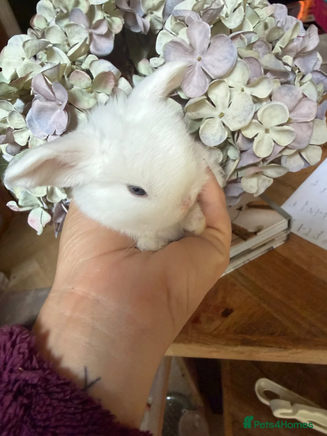 Dwarf Lop rabbits for sale: 6 mixed sex dwarf lop bunnies  in Fareham - Advert 6