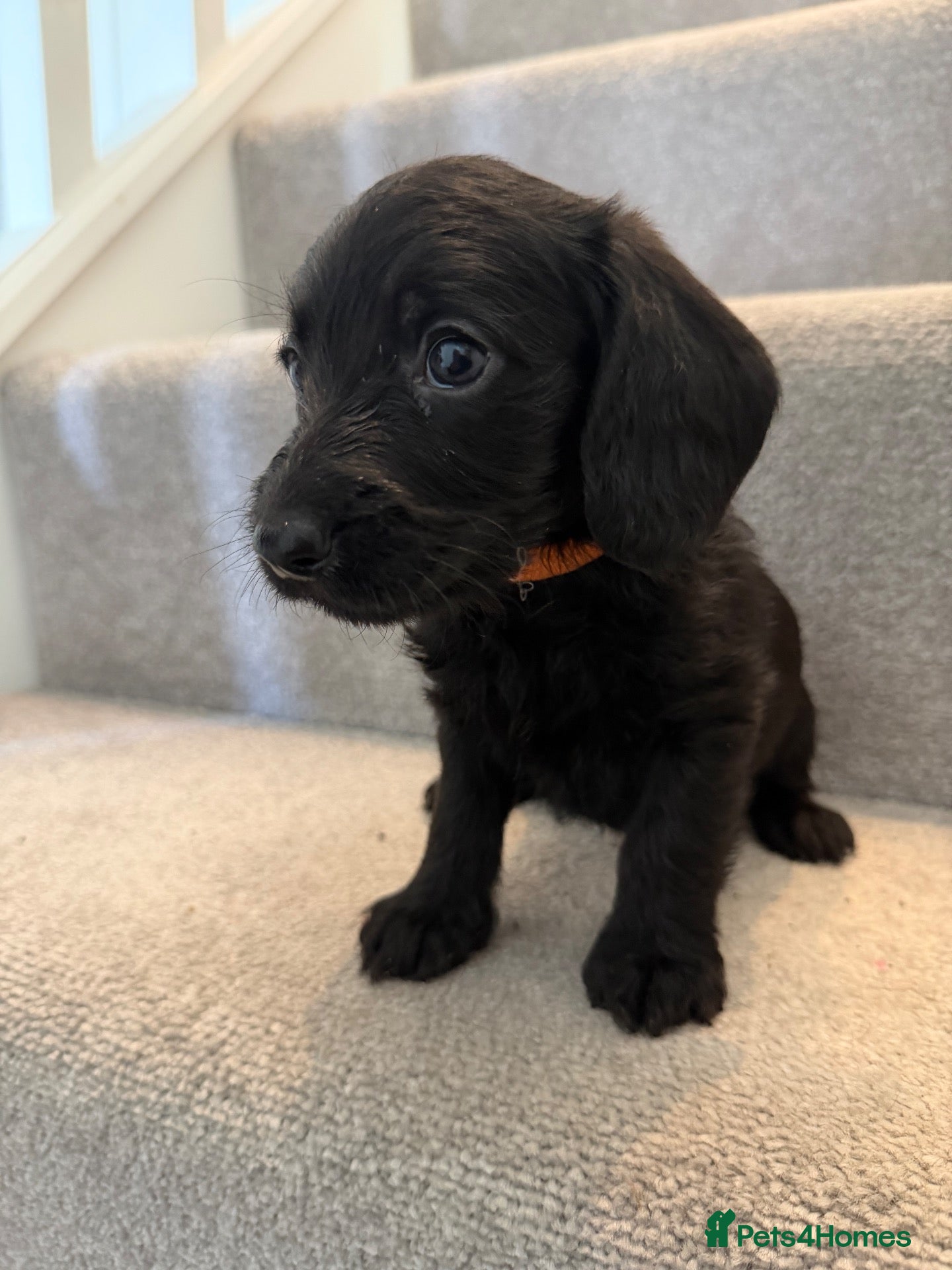 Doxiepoo dogs ⭐️ Miniature Doxiepoos ⭐️ - Advert 2